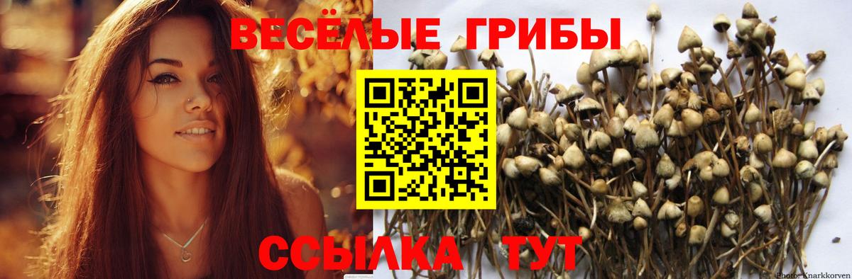 Псилоцибиновые грибы мицелий Кировск